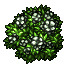 Bush Anemone